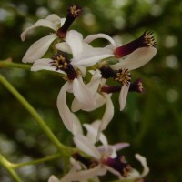 Melia azedarach L.